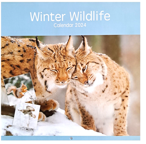 2024 Winter Wildlife Square Wall Calendar   New & Sealed Gift Envelope 16 Month Calendar September - December 2023 Split Across 2 Pages Size 57cm x 28.5cm Open Size 28.5cm x 28.5cm Closed Punchhole for Hanging on a wall 12 Months of stunning wild animals Packed carefully in a Flat Cardboard Envelope  A stunning wild winter animals Calendar makes a great gift for loves ones, friends and family.  Ideal for all fans of wild animals