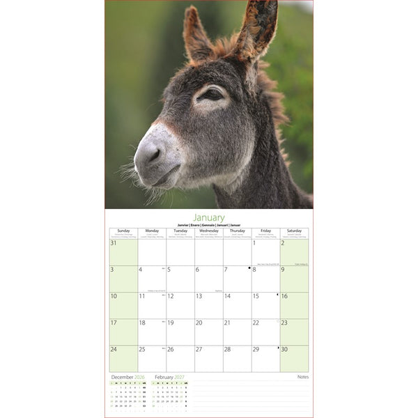 A single-page desk calendar spread showing a large photograph of a donkey's head on the top half and a January calendar grid on the bottom half with a small December and February overview and notes section.
