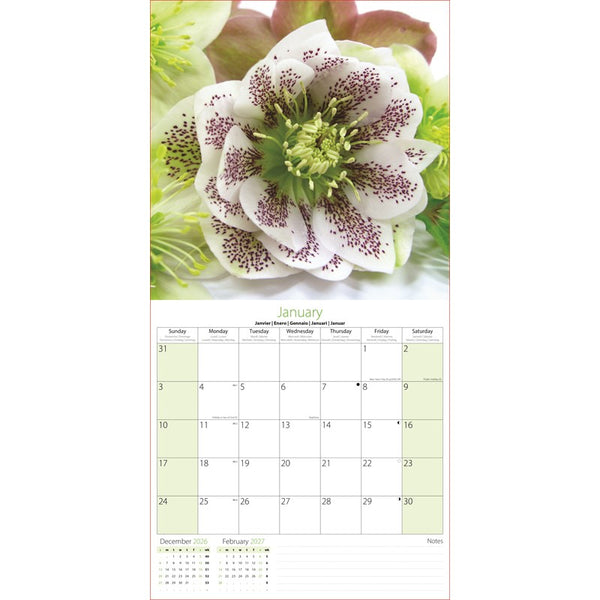 A January wall calendar page featuring a large white hollyhock flower with purple speckles and green leaves at the top, with a monthly calendar grid below.