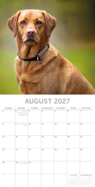 Calendar for August 2027 featuring a brown labrador on a blurred green background