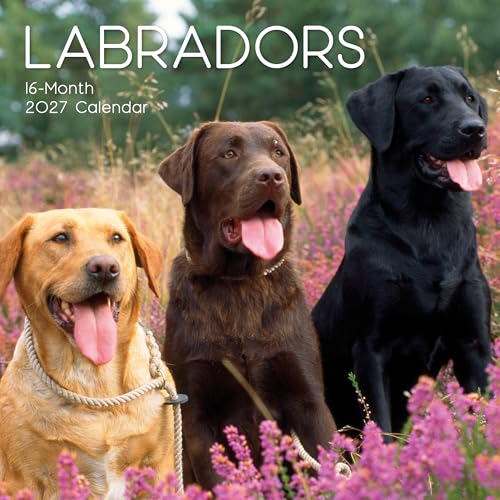 A 16-month 2027 Labrador dog calendar cover featuring three Labrador retrievers sitting in a field of pink flowers, with the title 'LABRADORS 16-Month 2027 Calendar' at the top.