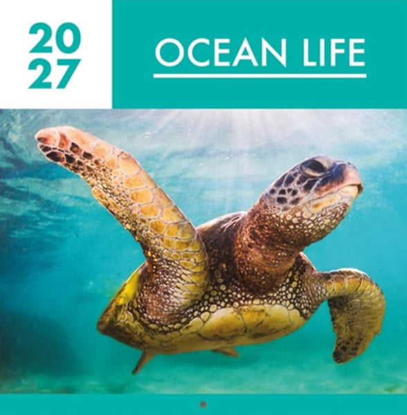 A square ocean-themed graphic with a sea turtle swimming underwater in turquoise water, plus a teal banner at the top with the text '20 27' and 'OCEAN LIFE'.