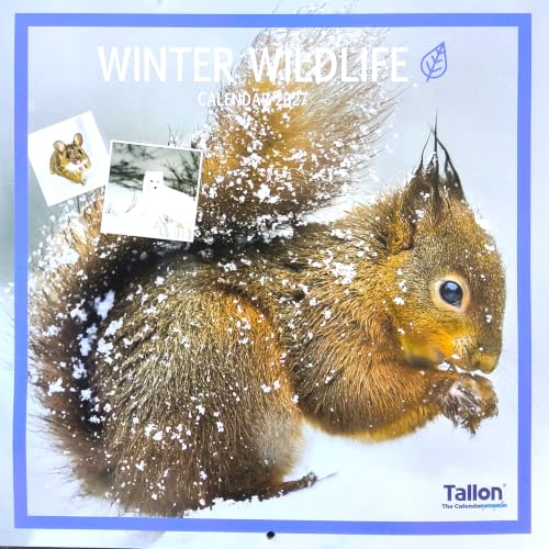 Winter Wildlife Calendar 2027 cover featuring a snowy red squirrel in the snow, with a blue border and the Tallon brand logo in the bottom right corner.
