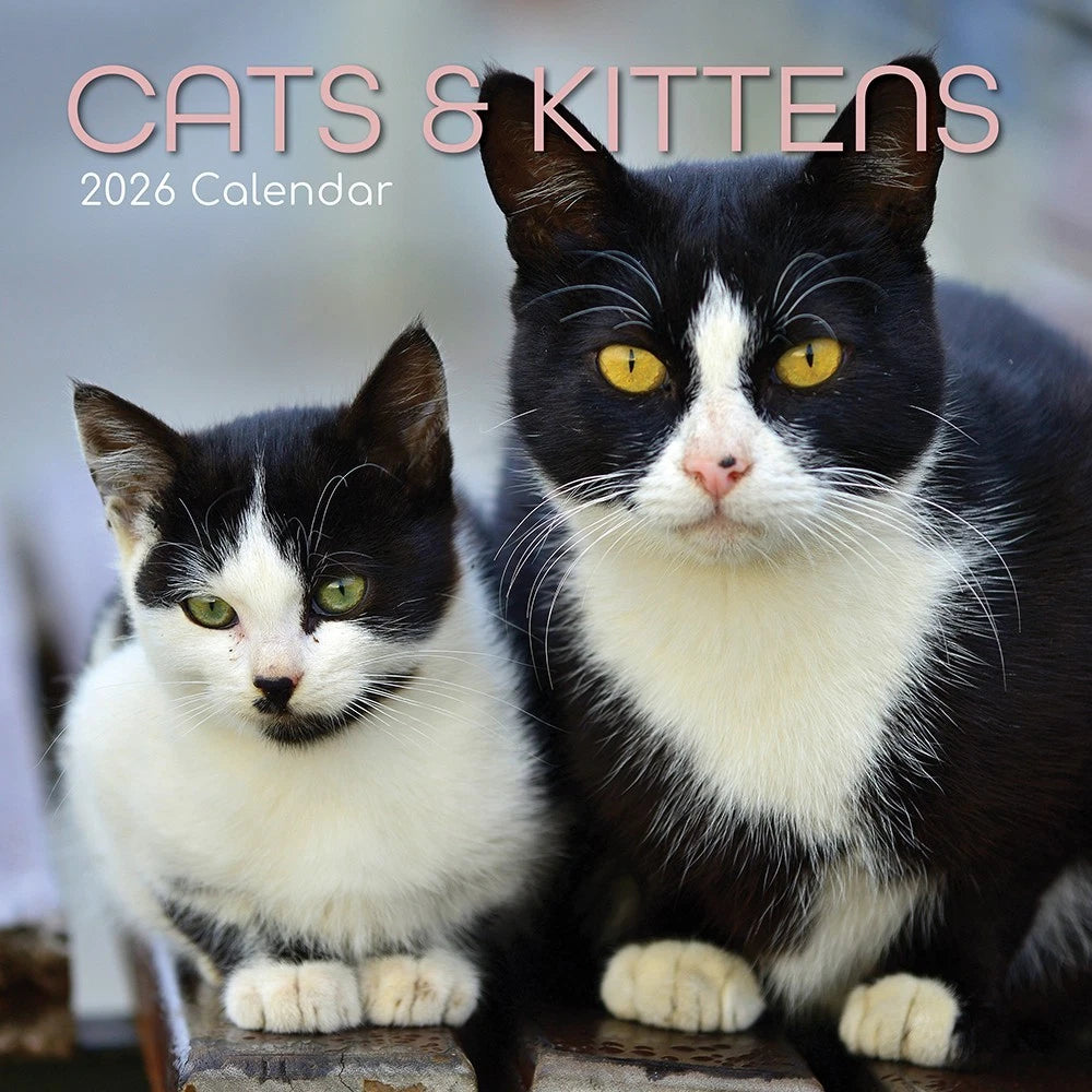 2026 Cats & Kittens Wall Calendar Cute Square Tabby Ginger Black White Planner
