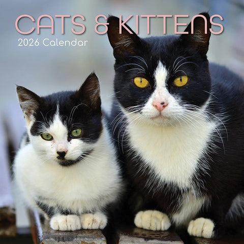 2026 Cats & Kittens Wall Calendar Cute Square Tabby Ginger Black White Planner