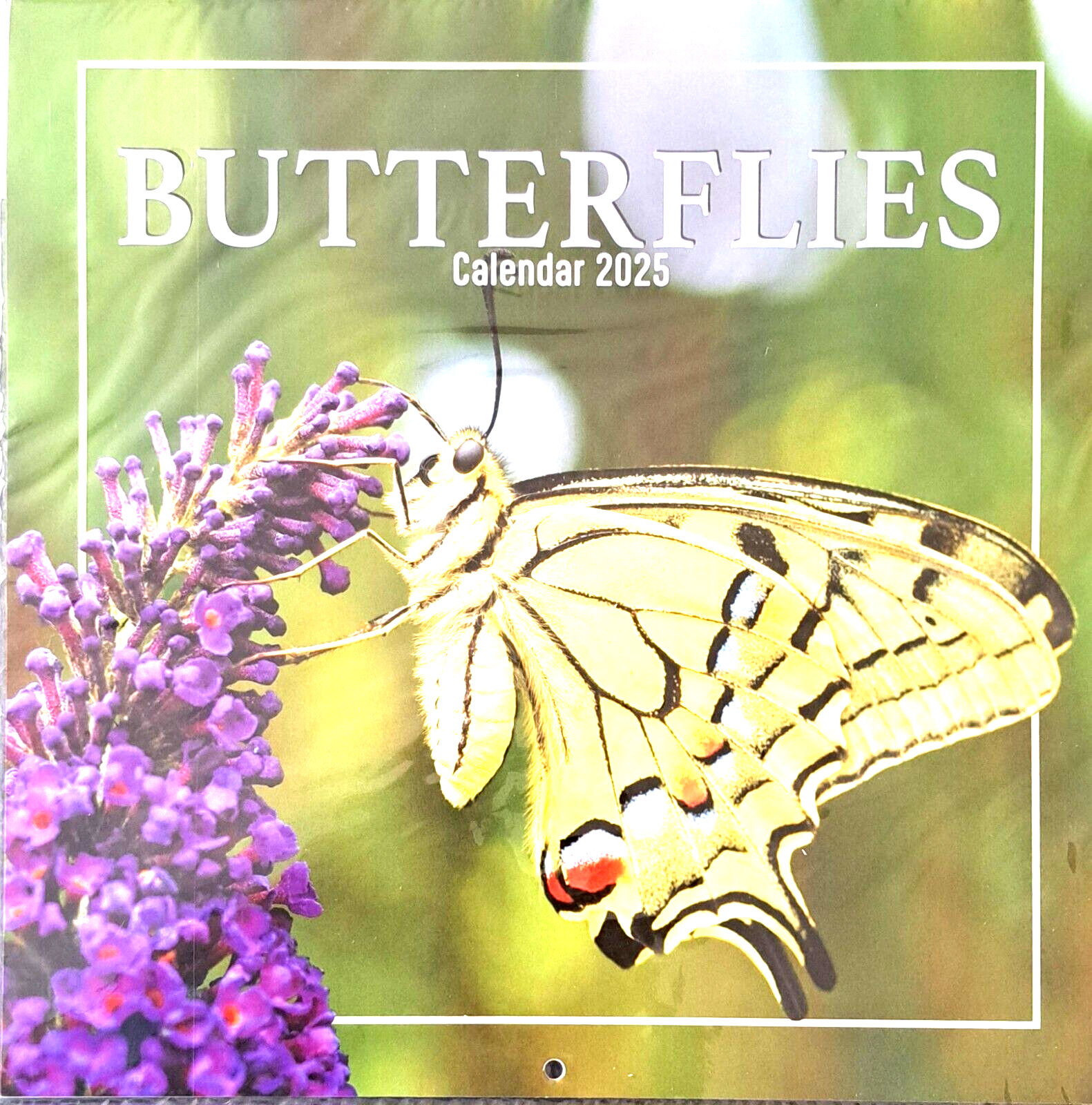 2025 Butterflies Square Wall Calendar Butterfly 16 Months Gift Envelope Nature