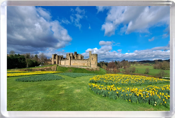 Large Alnwick Castle Fridge Magnet in Spring with Daffodils with Blue Sky and clouds landscape