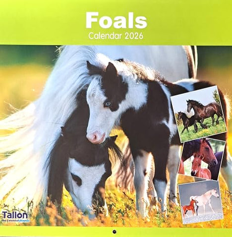 2026 Foals Square Wall Calendar Baby Young Horses Equine Stallion Mare Racing Working Planner Organiser Home Kitchen Office Christmas Birthday New Year