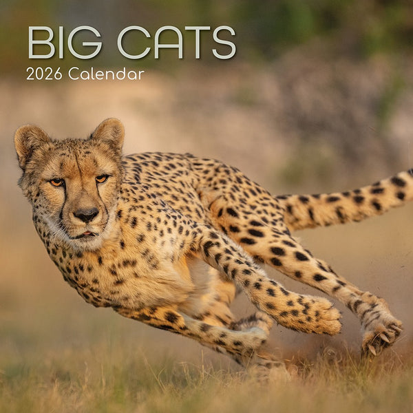 2026 Square Wall Calendars Hunks Babes Cats London Manchester Planner Organiser